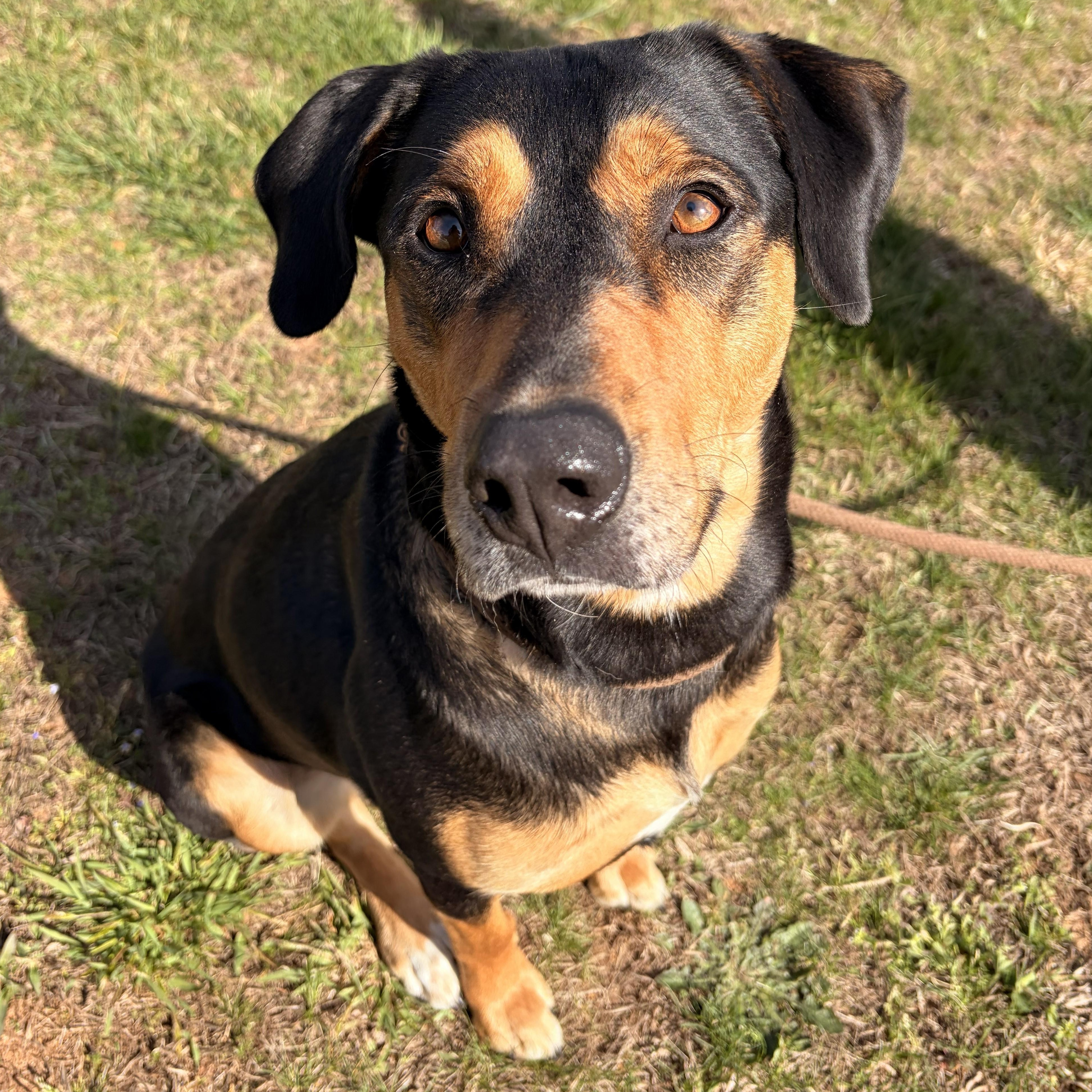 Enlarge Eleanor, a ADOPTABLE mixed breed in Franklin, NC image 4/5
