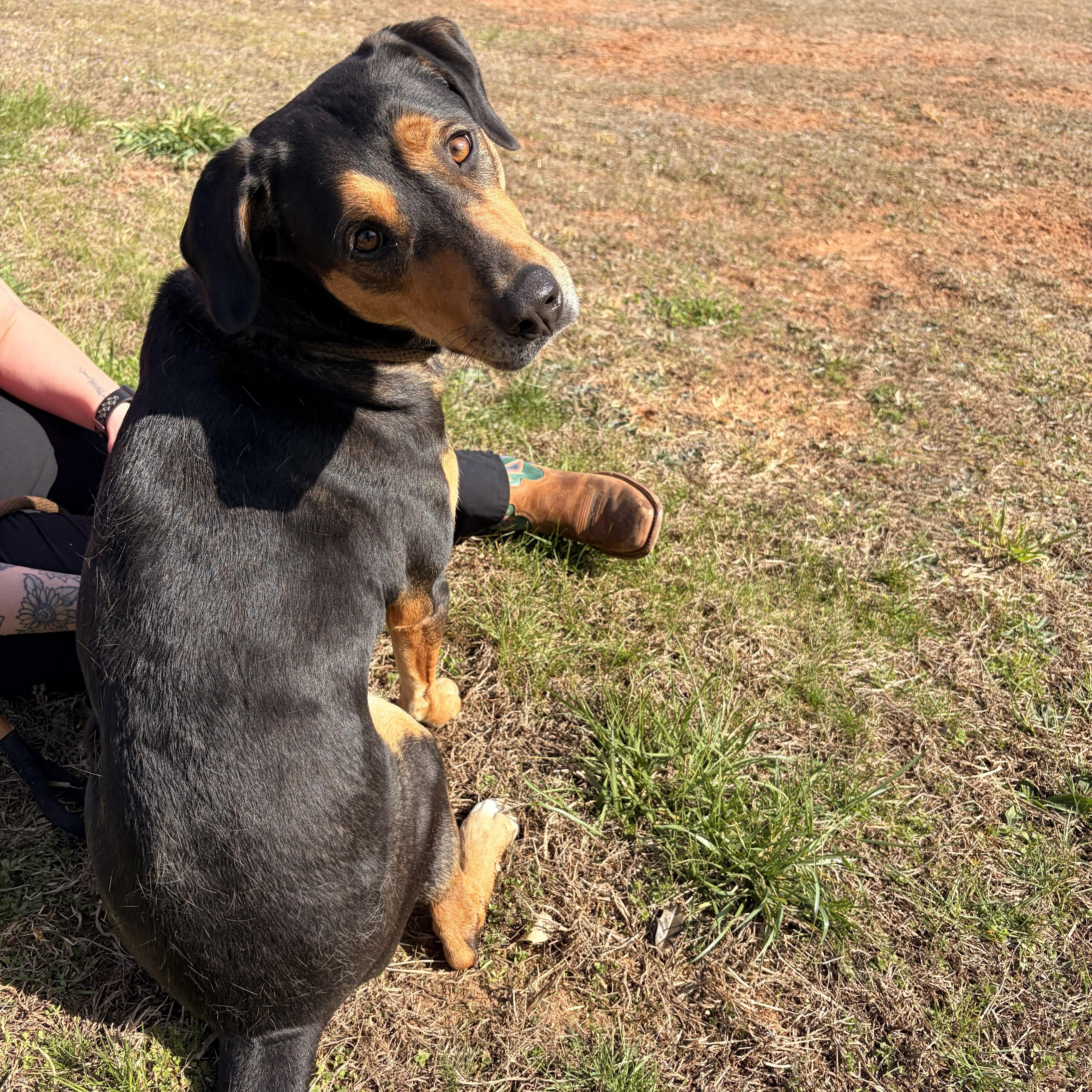 Enlarge Eleanor, a ADOPTABLE mixed breed in Franklin, NC image 2/5
