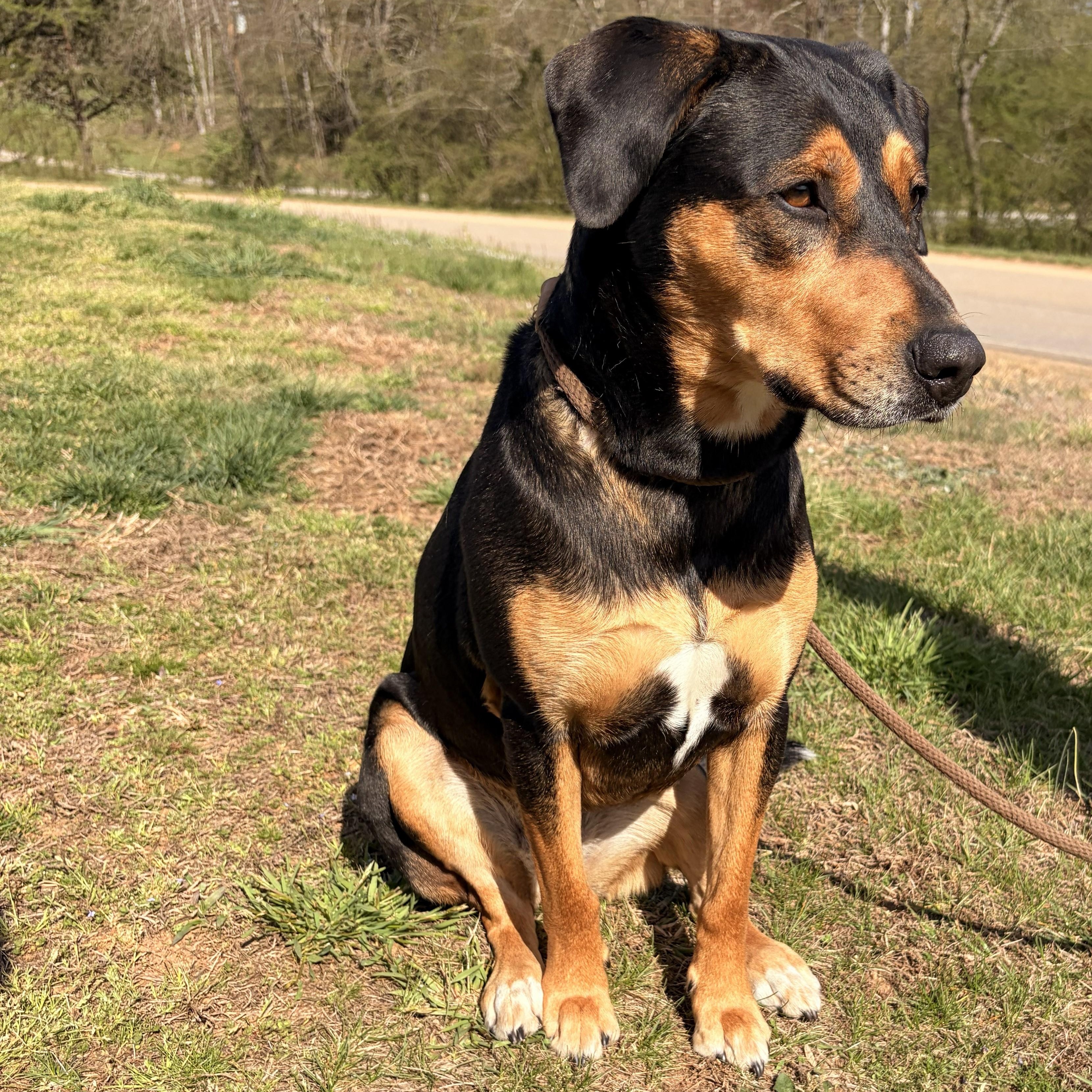Enlarge Eleanor, a ADOPTABLE mixed breed in Franklin, NC image 5/5