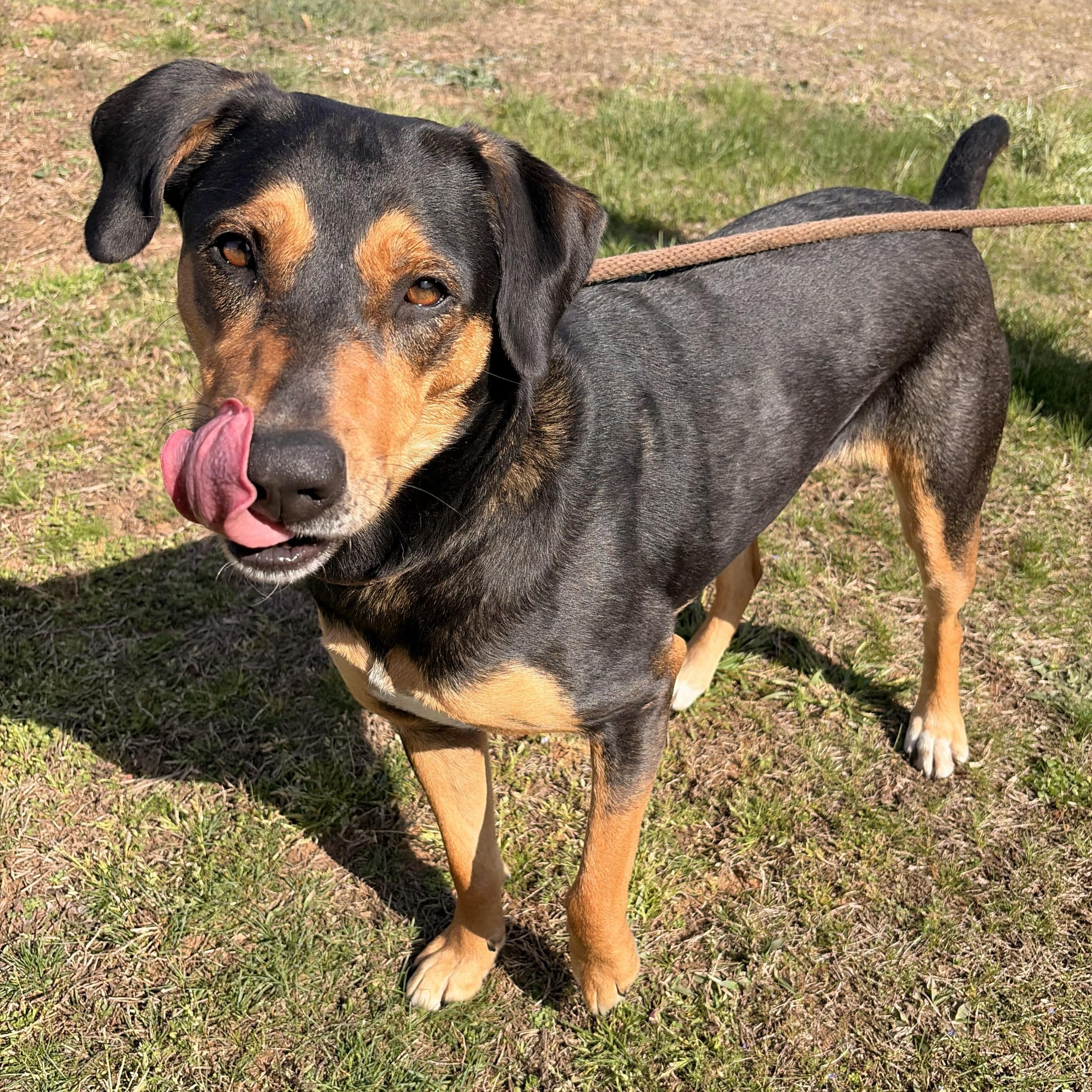 Eleanor, ADOPTABLE, Adult Female Hound.