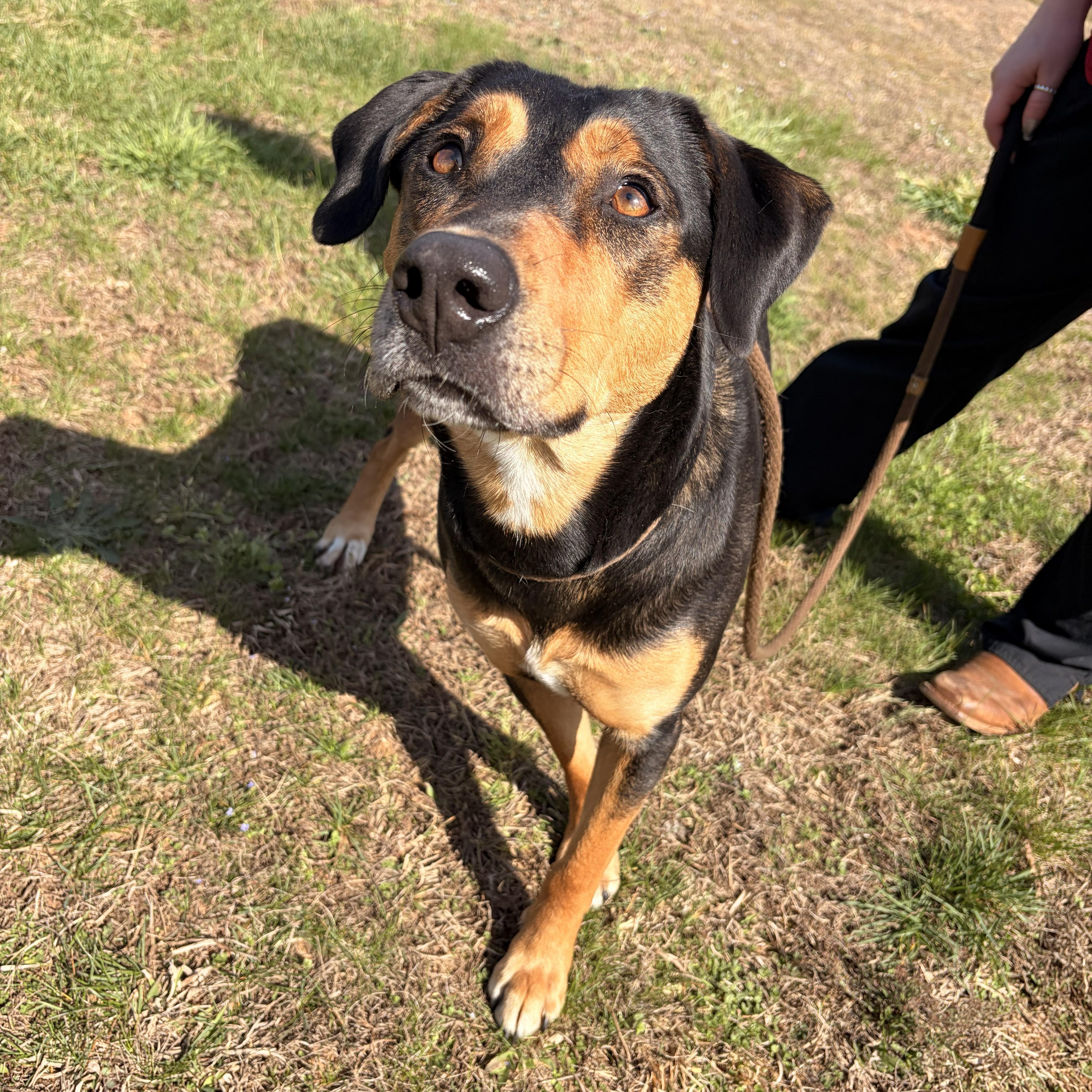Enlarge Eleanor, a ADOPTABLE mixed breed in Franklin, NC image 3/5