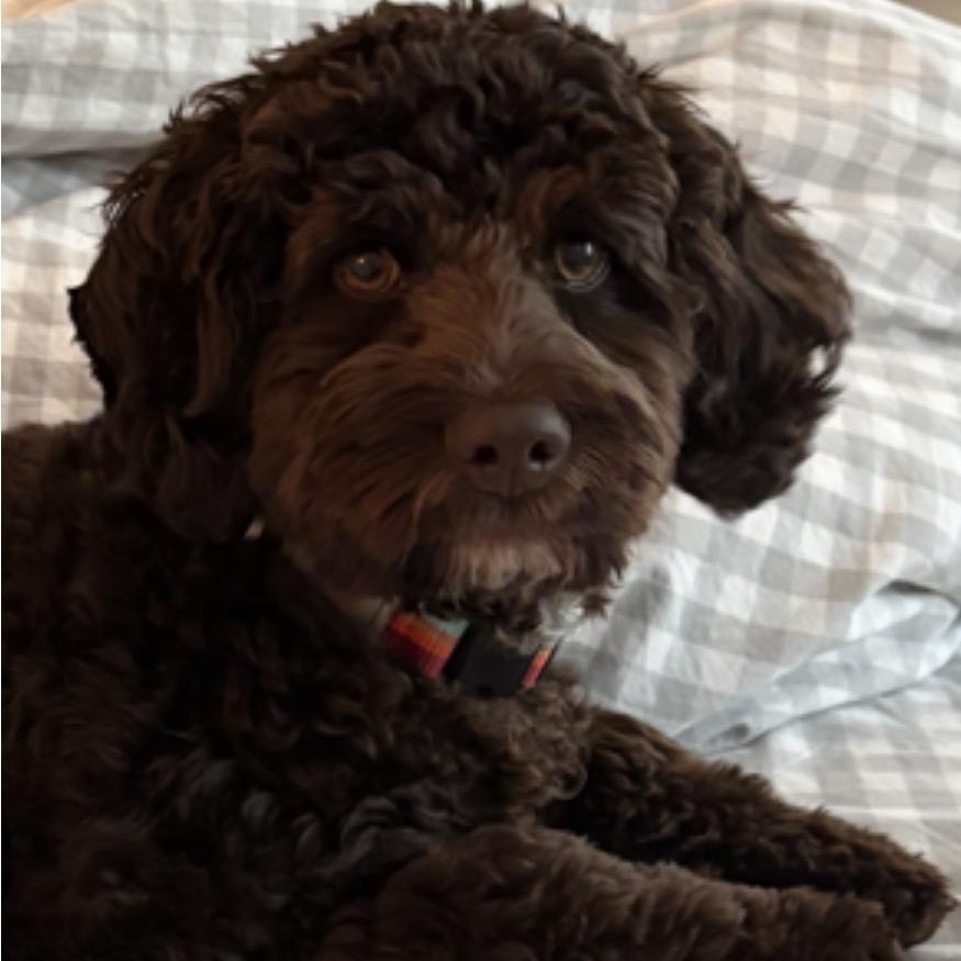 Tootsie, Adoptable, Puppy Male Cockapoo & Poodle.