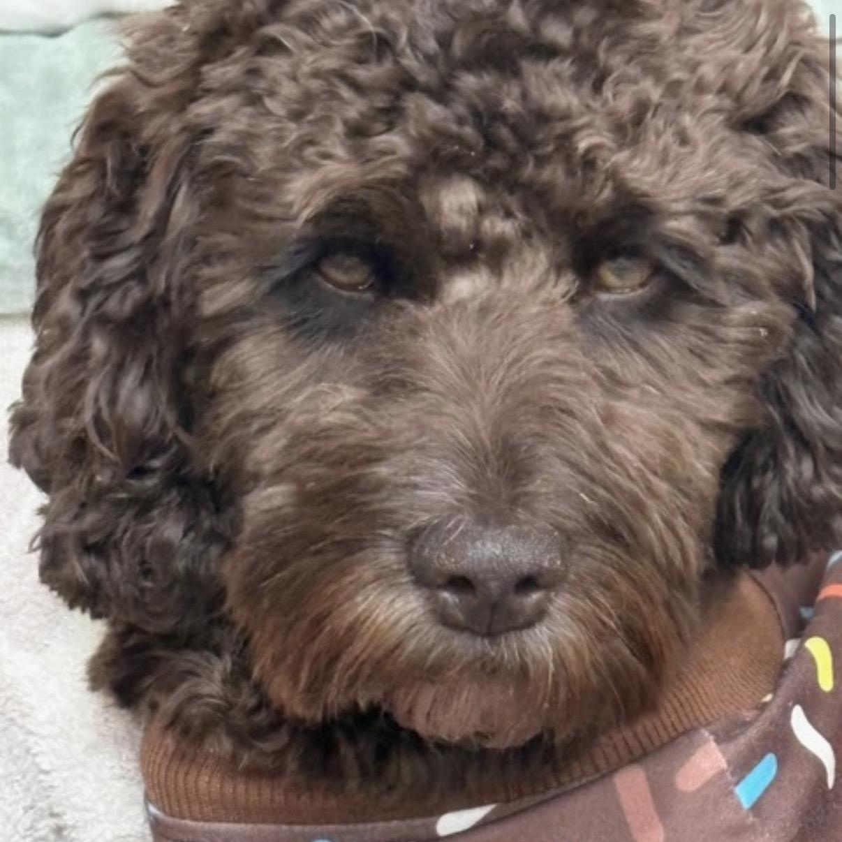 Enlarge Tootsie, a Adoptable mixed breed in King of Prussia, PA image 6/6