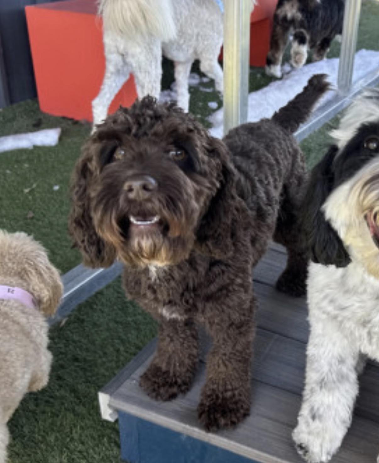 Enlarge Tootsie, a Adoptable mixed breed in King of Prussia, PA image 2/6