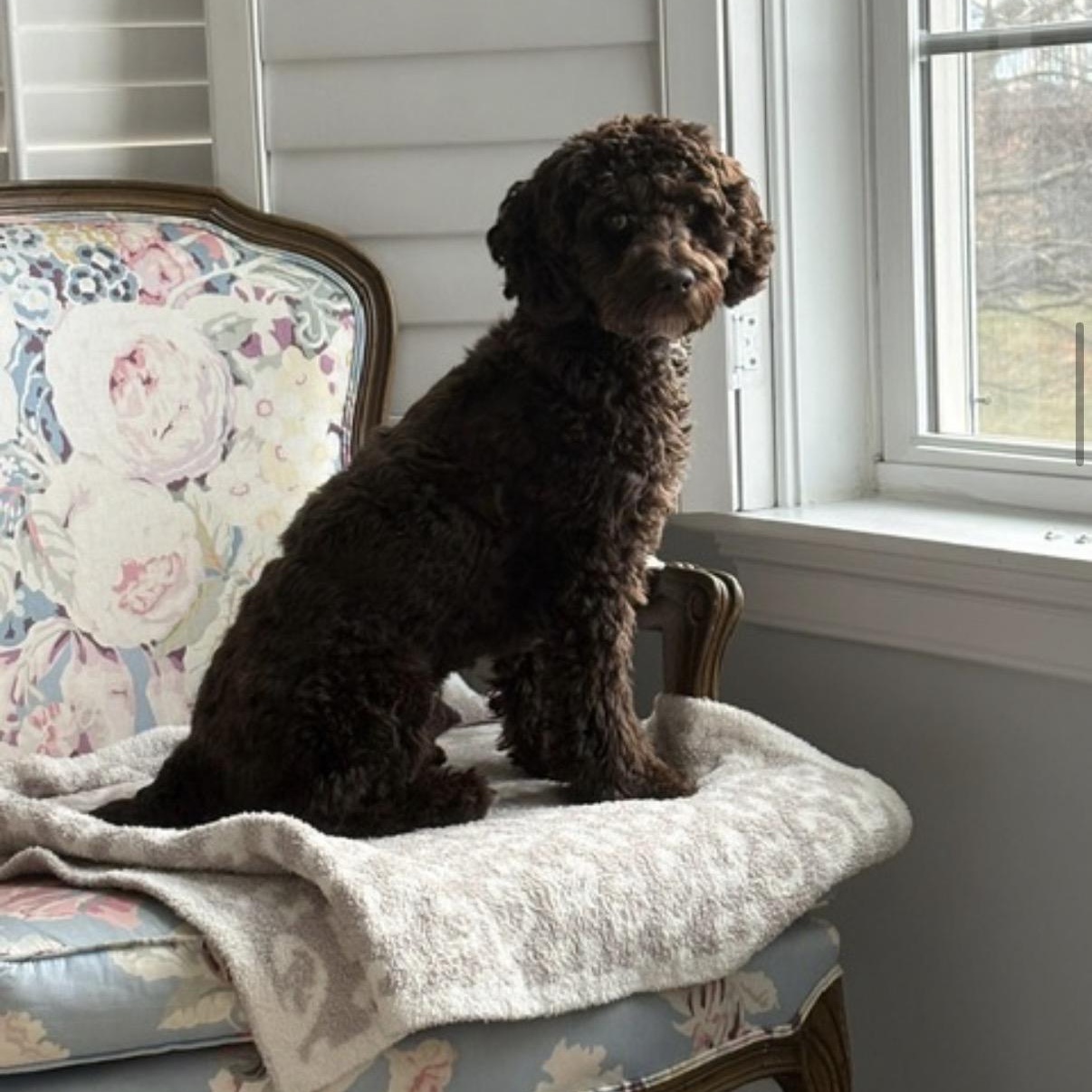 Enlarge Tootsie, a Adoptable mixed breed in King of Prussia, PA image 5/6
