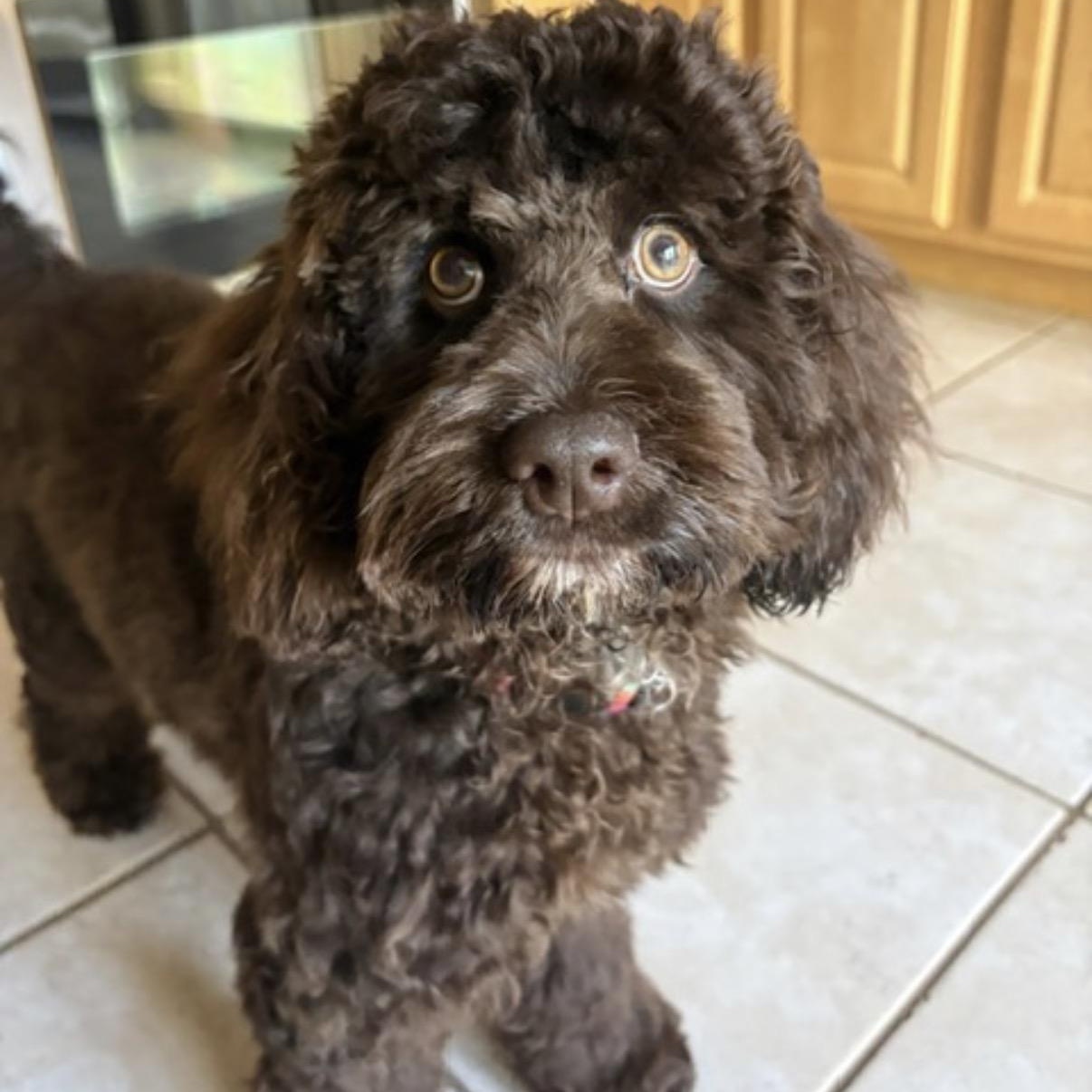 Enlarge Tootsie, a Adoptable mixed breed in King of Prussia, PA image 4/6