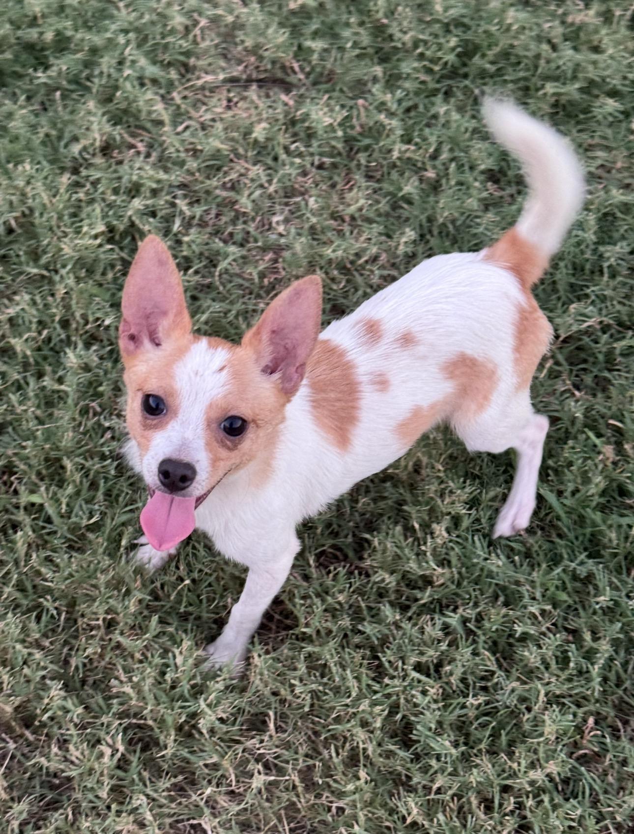 Enlarge Theo, a Adopted mixed breed in Forney, TX image 1/3