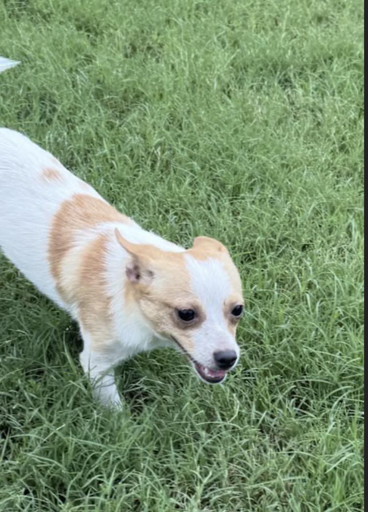 Enlarge Theo, a Adopted mixed breed in Forney, TX image 2/3