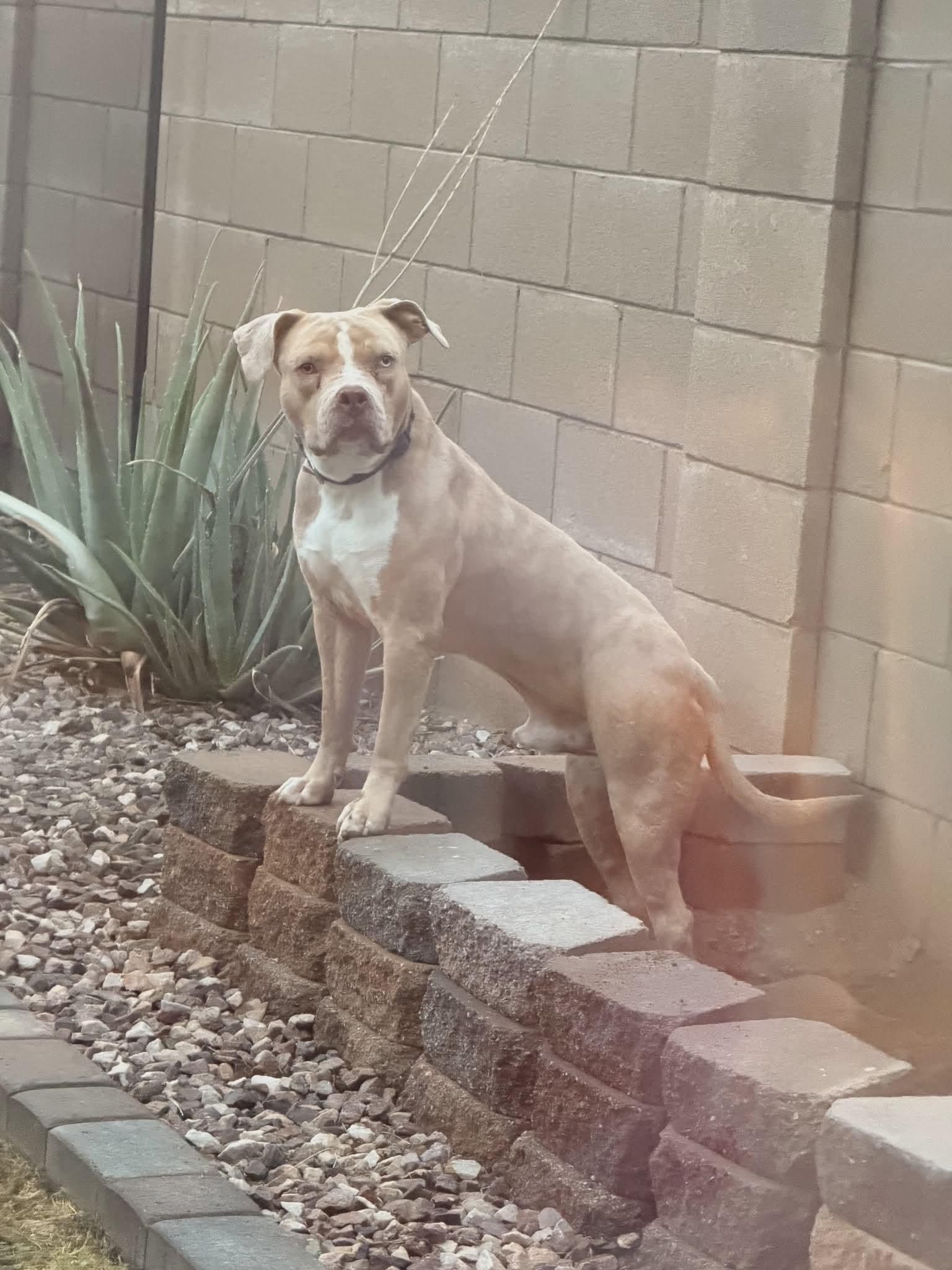 Bluey (Courtesy post), Adoptable, Young Male Pit Bull Terrier.