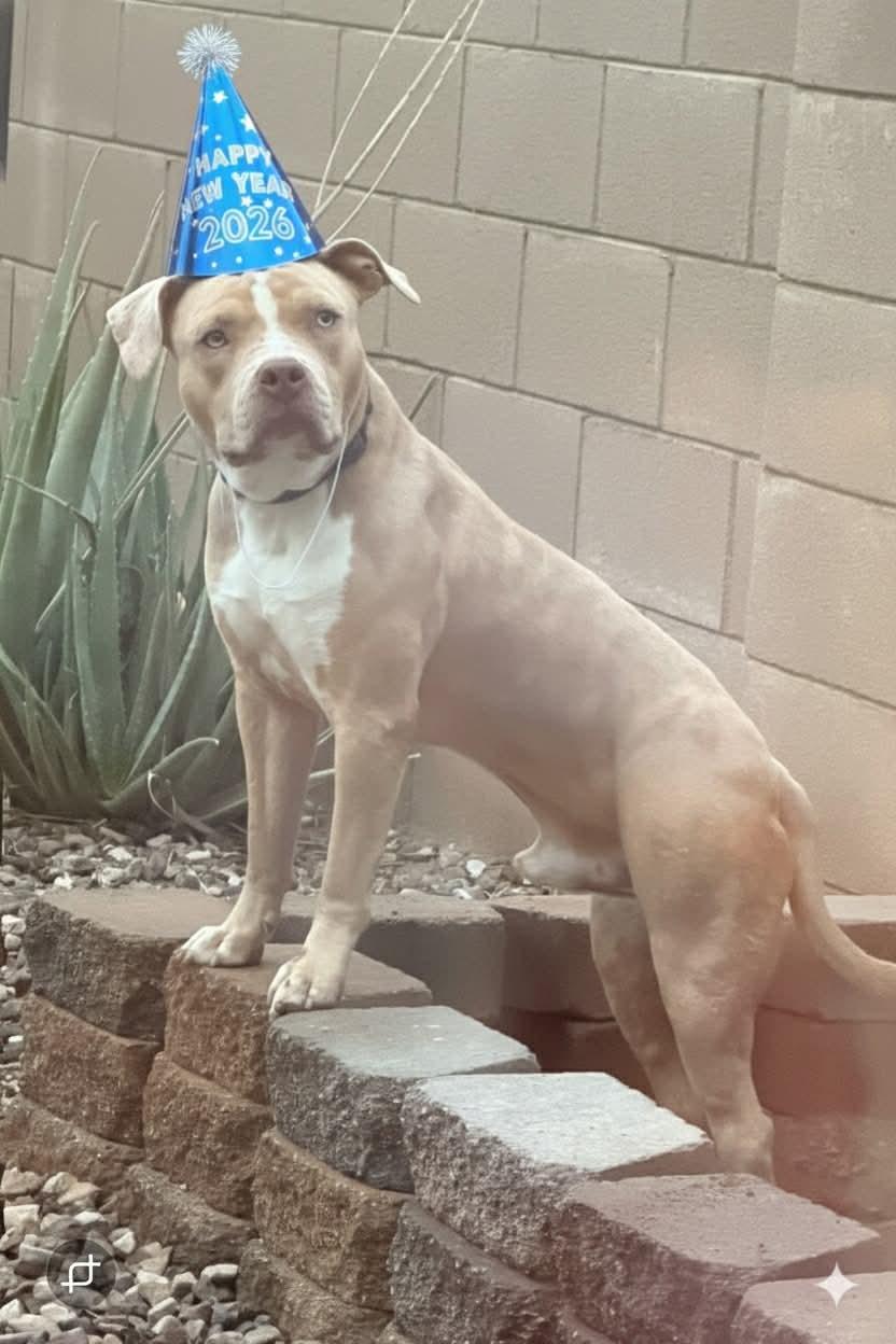 Enlarge Bluey (Courtesy post), a Adoptable Pit Bull Terrier in Phoenix, AZ image 2/3