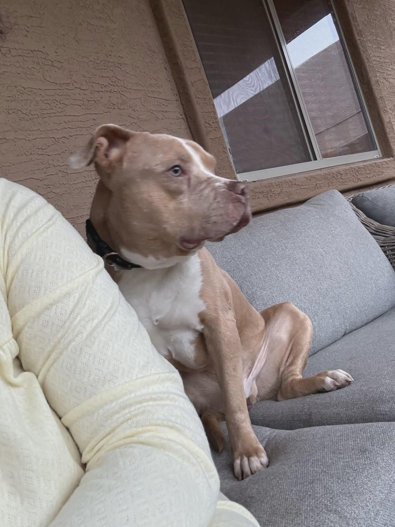 Enlarge Bluey (Courtesy post), a Adoptable Pit Bull Terrier in Phoenix, AZ image 3/3