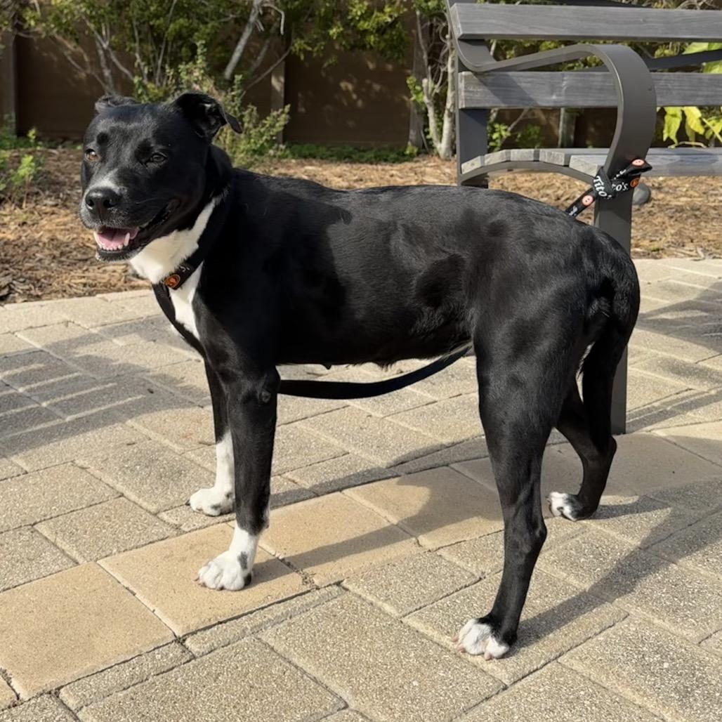 Enlarge Macarena, a Adoptable mixed breed in League City, TX image 1/3