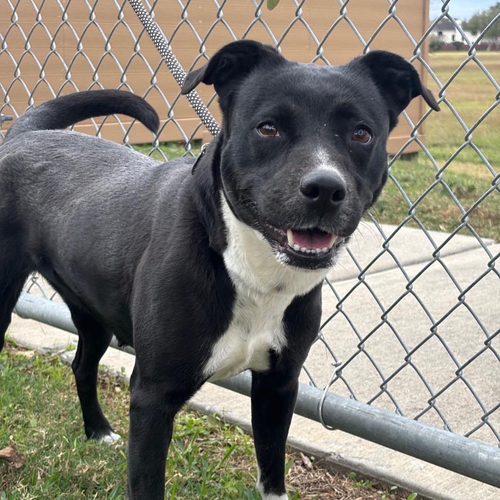 Enlarge Macarena, a Adoptable mixed breed in League City, TX image 2/3