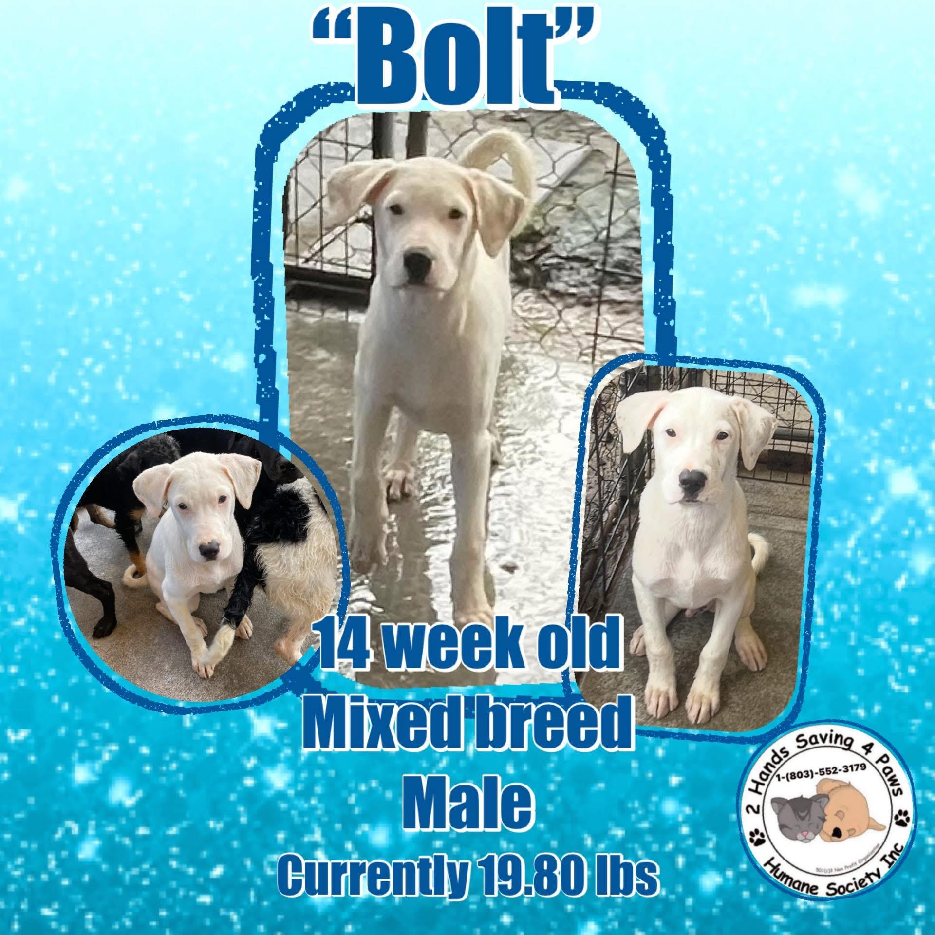 Bolt, Baby Male unknown