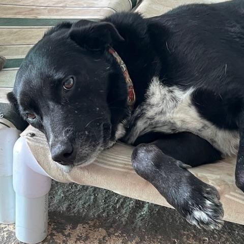 Mimi, ADOPTABLE, Adult Female Black Labrador Retriever.