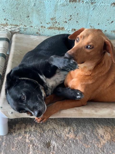 Enlarge Mimi, a ADOPTABLE mixed breed in Milwaukie, OR image 3/6