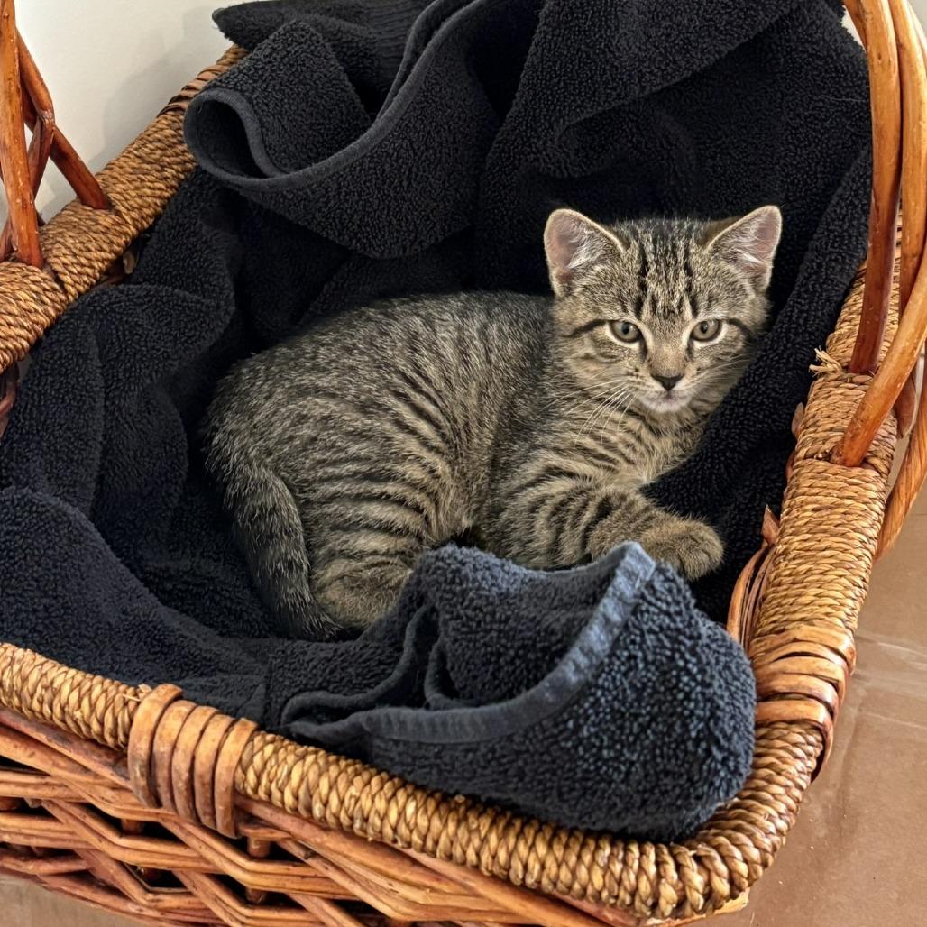 Serenity, a Adoptable Domestic Short Hair in Winchester, VA image 4/6