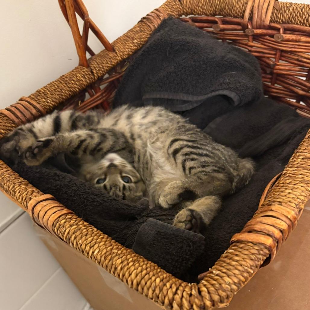 Serenity, a Adoptable Domestic Short Hair in Winchester, VA image 5/6