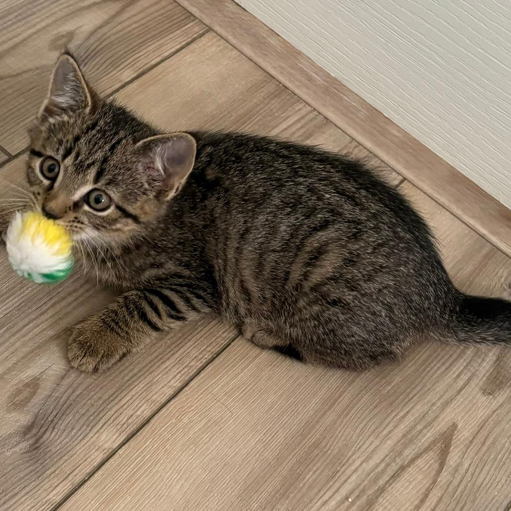 Serenity, a Adoptable Domestic Short Hair in Winchester, VA image 6/6