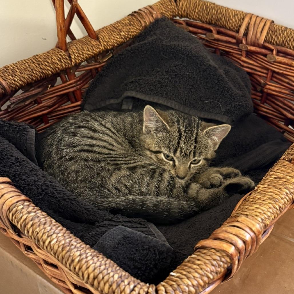 Enlarge Serenity, a Adoptable Domestic Short Hair in Winchester, VA image 4/6