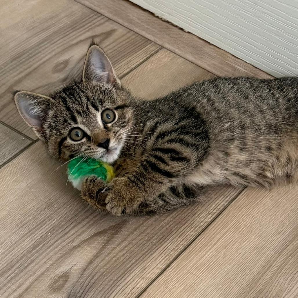 Enlarge Serenity, a Adoptable Domestic Short Hair in Winchester, VA image 5/6