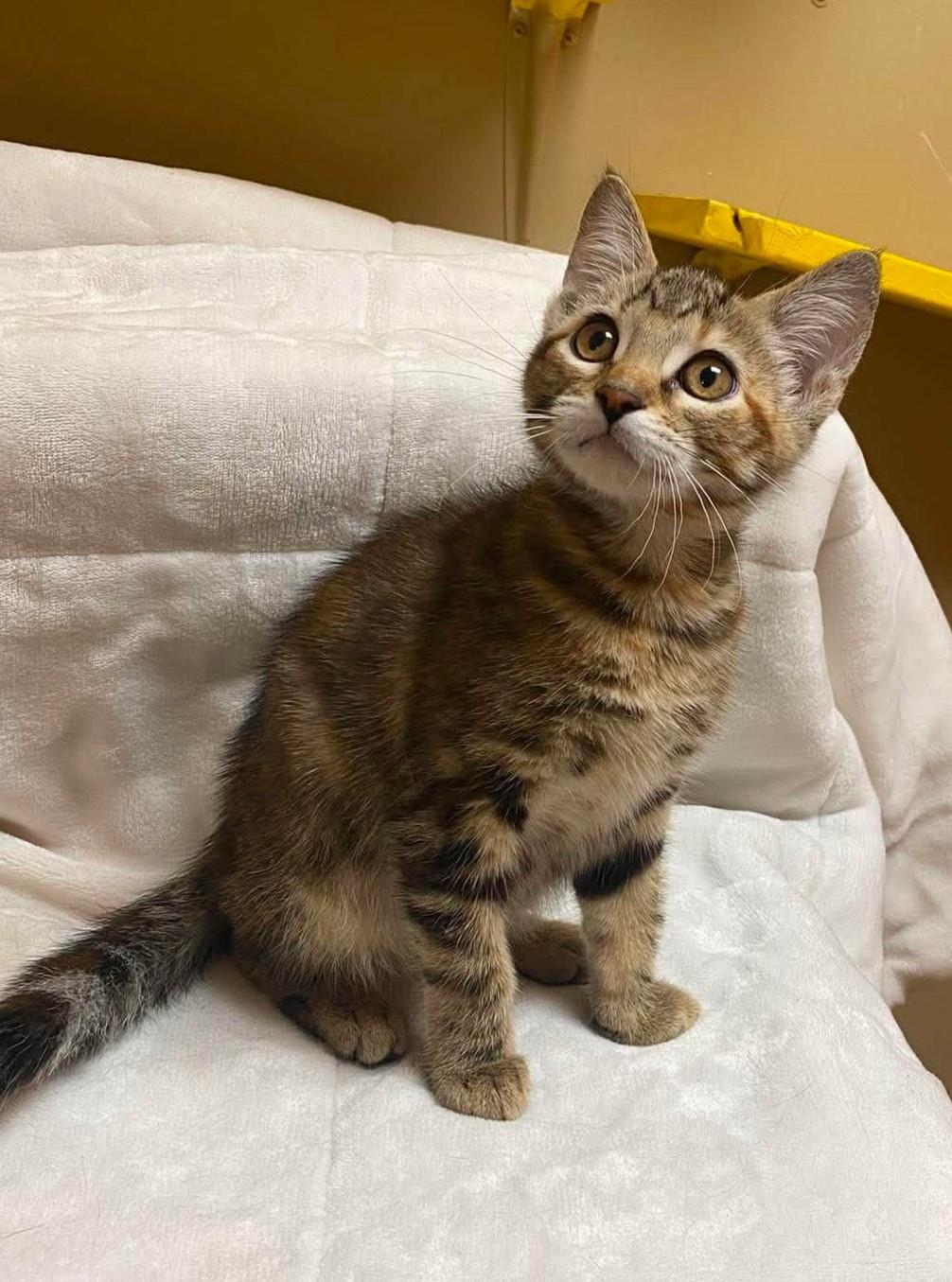 Peach Pie, an adopted mixed breed in Maryville, MO image 2/4