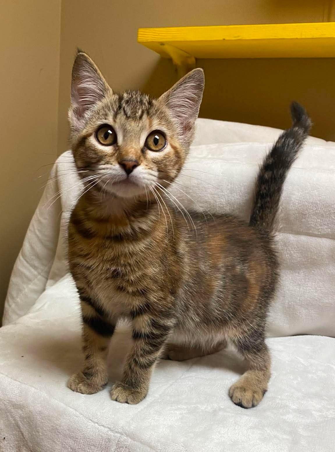 Peach Pie, an adopted mixed breed in Maryville, MO image 3/4