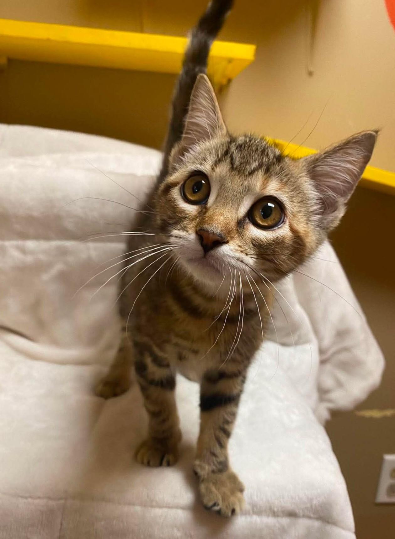 Peach Pie, an adopted mixed breed in Maryville, MO image 4/4