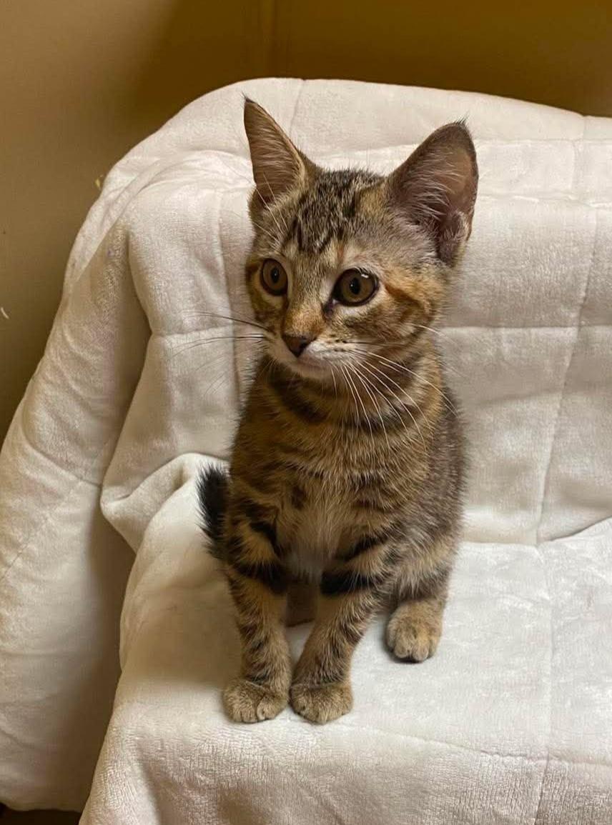 Peach Pie, adopted, Kitten Female Domestic Short Hair.