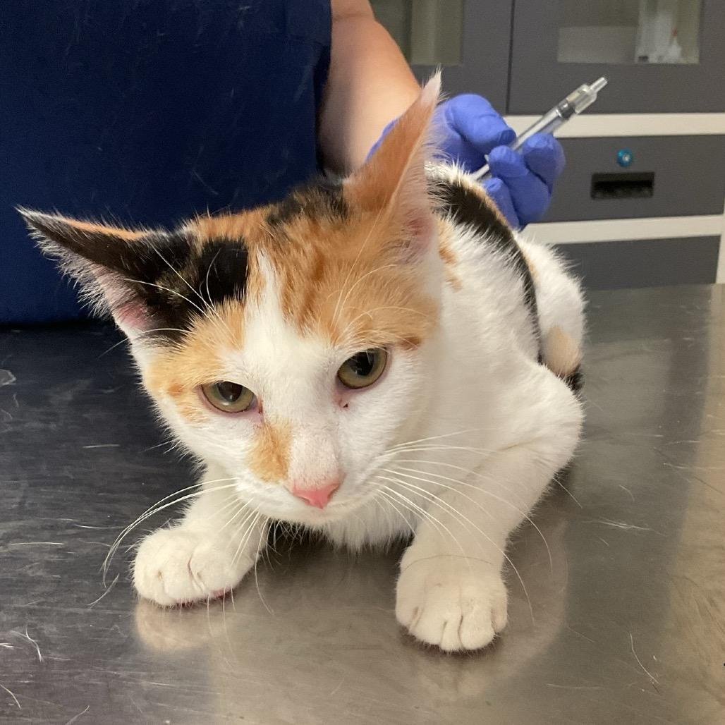 Enlarge Wildflower, a Adoptable Domestic Medium Hair in Monroe, LA image 1/1