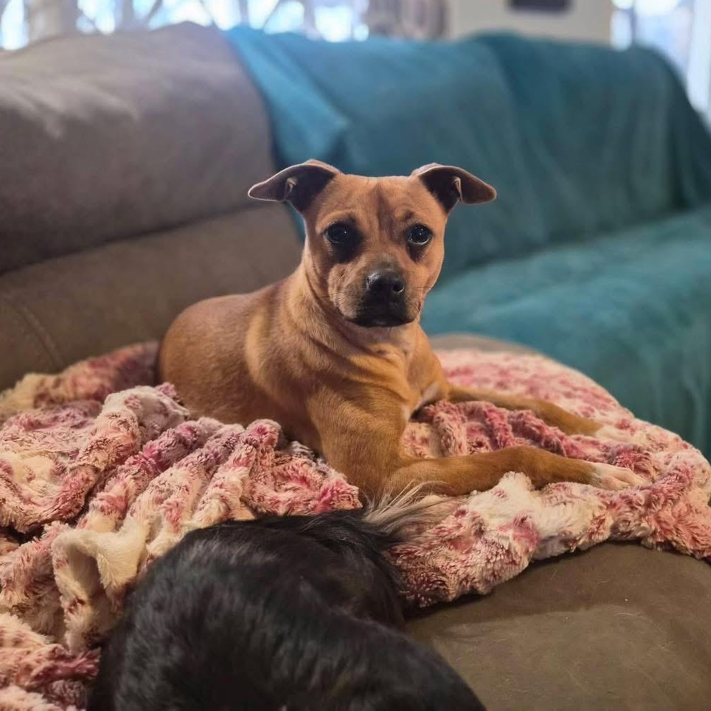 Chicken aka Chicken Teriyaki , adopted, Adult Female Chug.