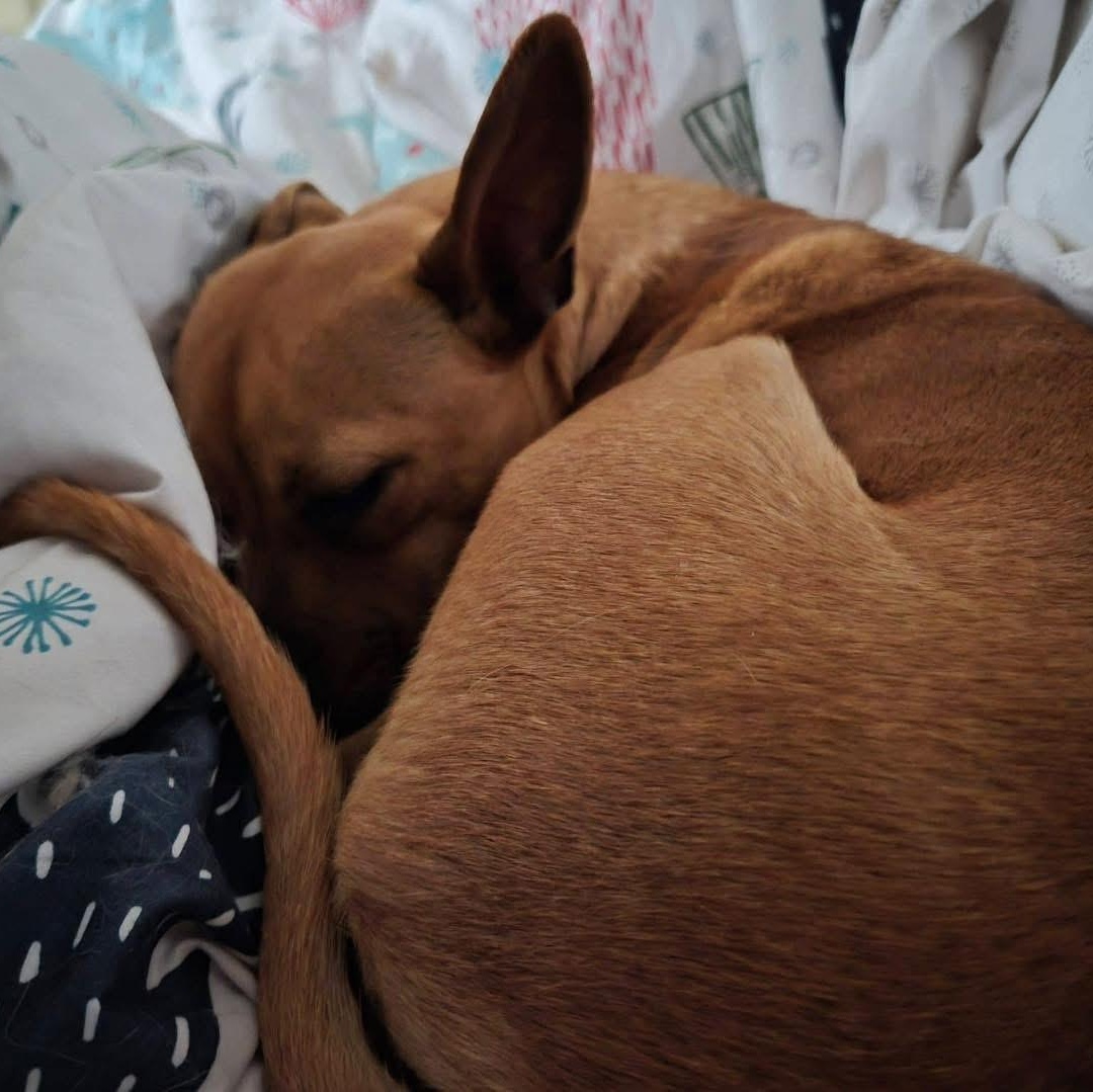 Enlarge Chicken aka Chicken Teriyaki , an adopted mixed breed in Lubbock, TX image 4/5