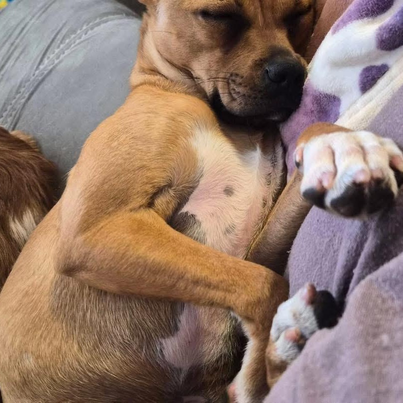 Enlarge Chicken aka Chicken Teriyaki , an adopted mixed breed in Lubbock, TX image 2/5