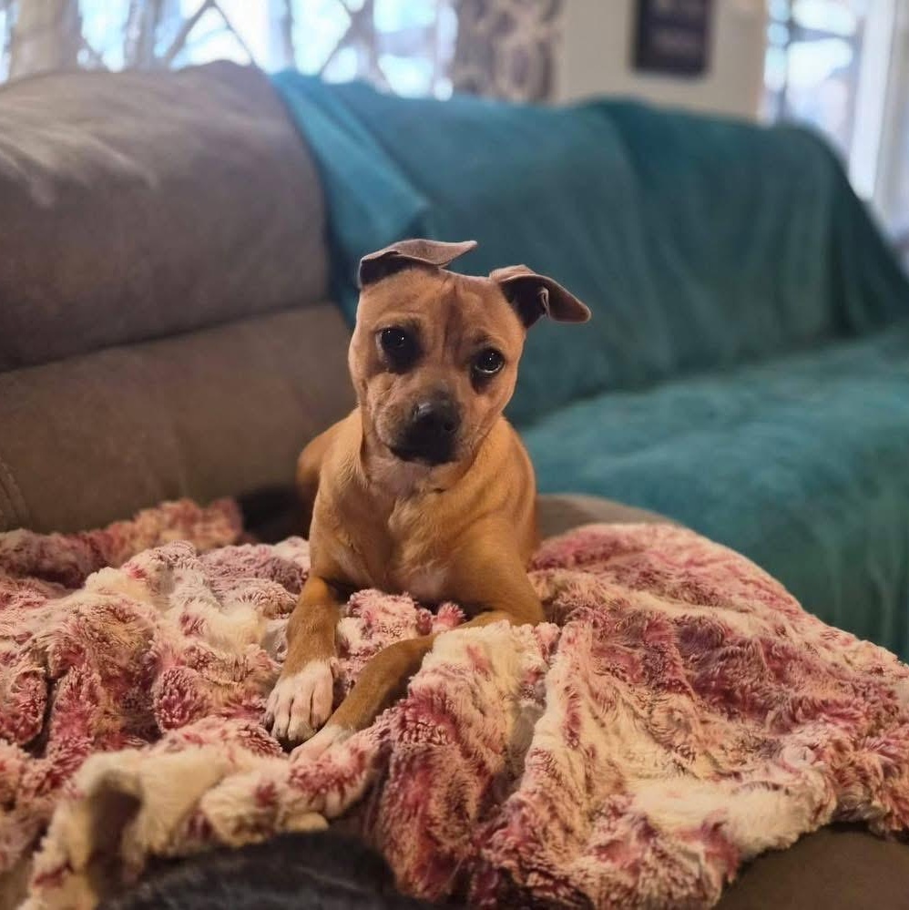 Enlarge Chicken aka Chicken Teriyaki , an adopted mixed breed in Lubbock, TX image 3/5