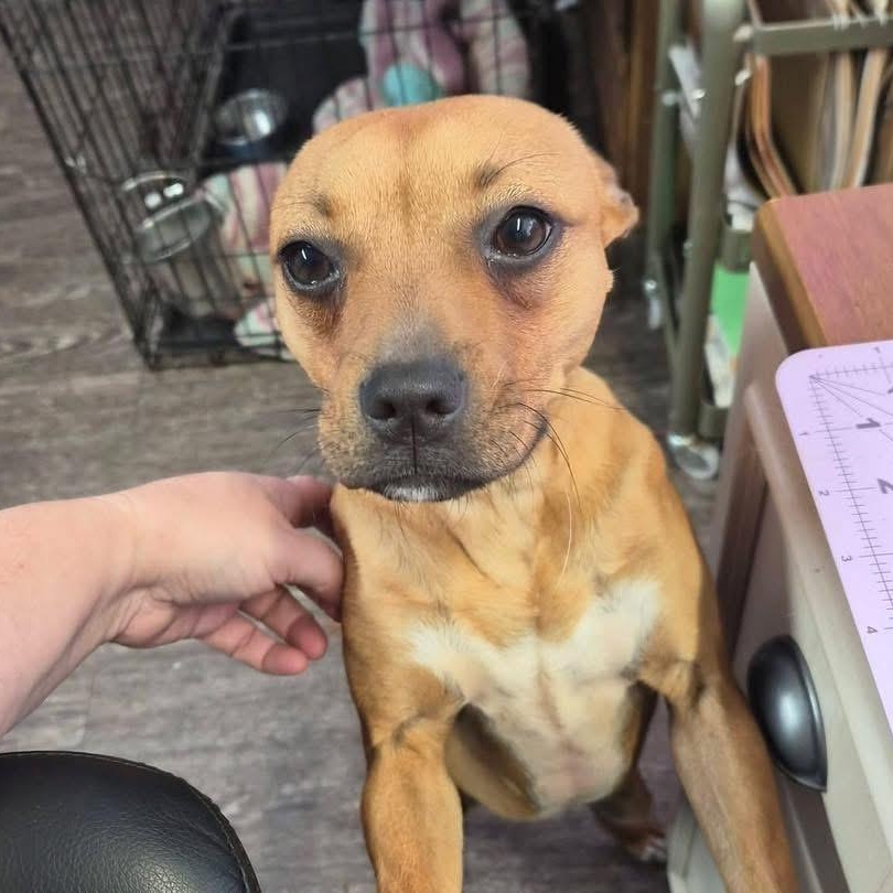 Enlarge Chicken aka Chicken Teriyaki , an adopted mixed breed in Lubbock, TX image 5/5