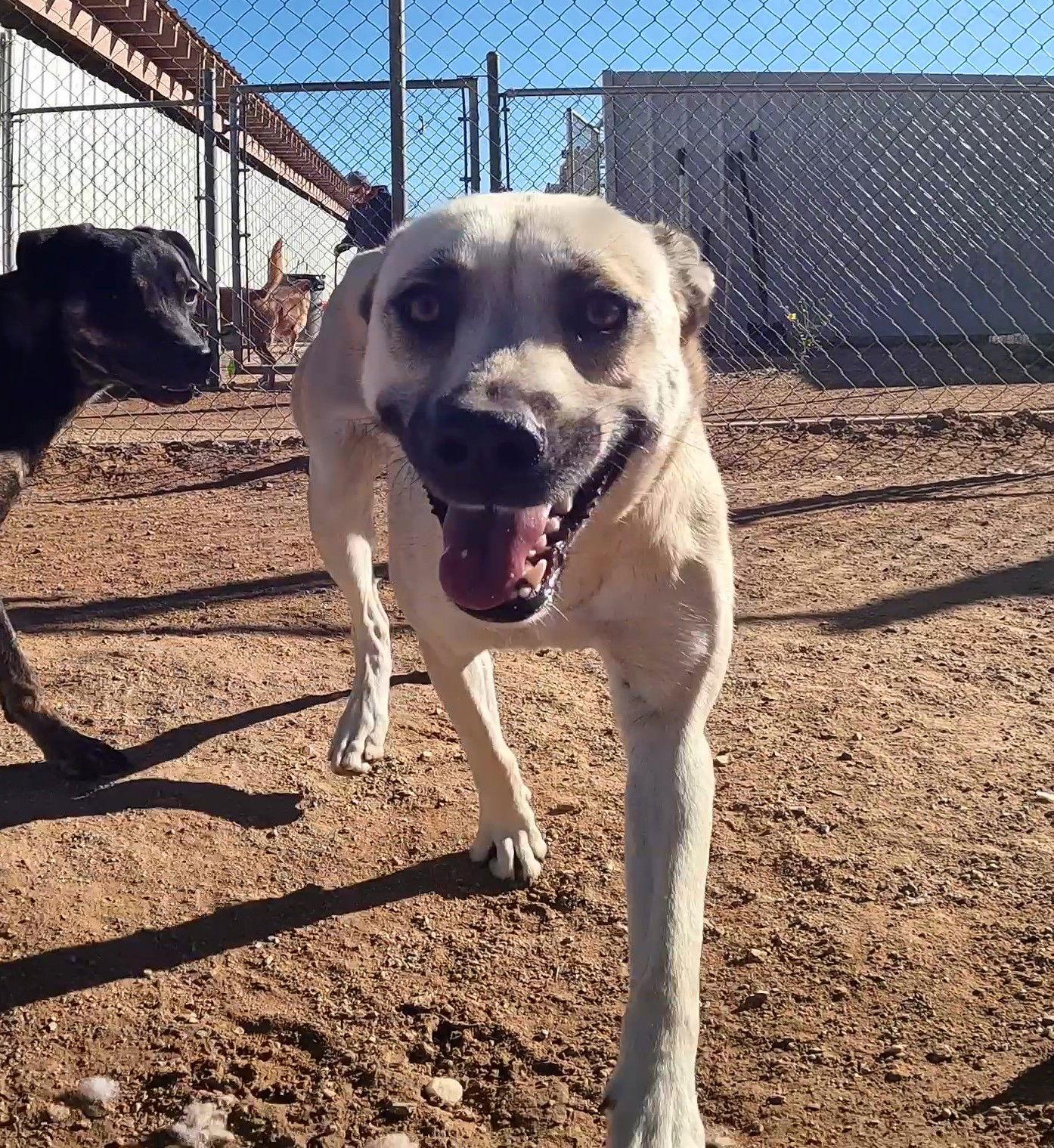 Layla, Adoptable, Adult Female Labrador Retriever & Black Mouth Cur.