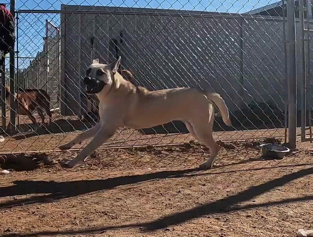 Enlarge Layla, a Adoptable mixed breed in Queen Creek, AZ image 2/3