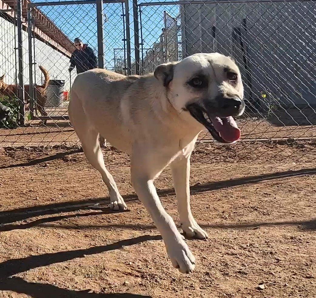 Enlarge Layla, a Adoptable mixed breed in Queen Creek, AZ image 3/3