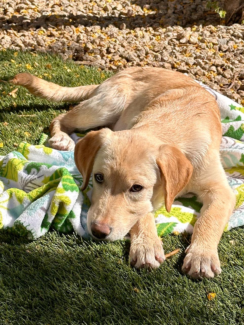 Sunny, a Adoptable Labrador Retriever in Glendale, AZ image 1/3