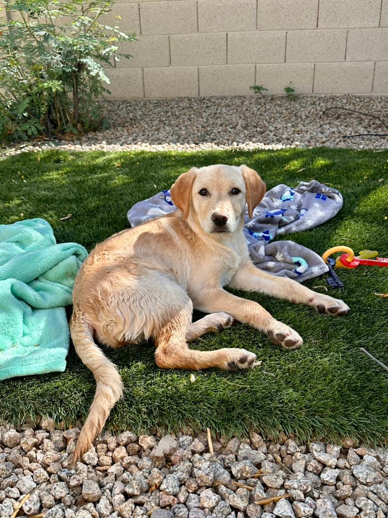 Sunny, a Adoptable Labrador Retriever in Glendale, AZ image 2/3