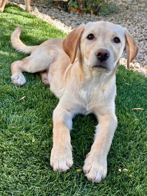 Sunny, a Adoptable Labrador Retriever in Glendale, AZ image 3/3