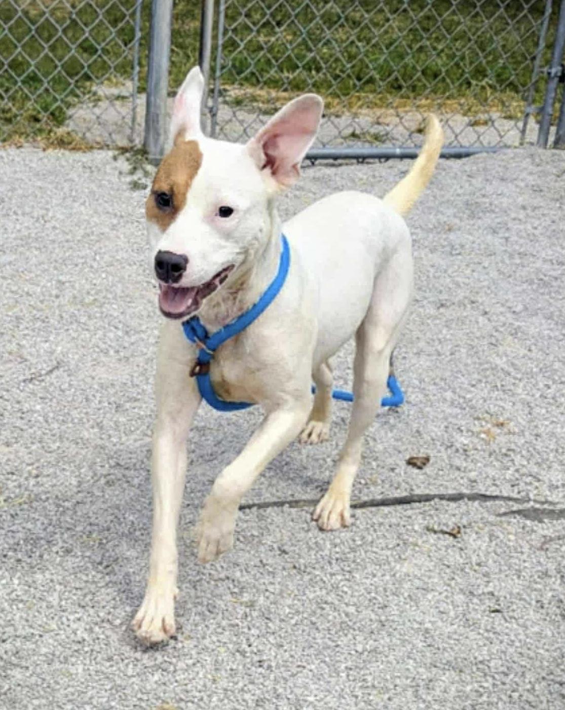 Bingo (in a FOSTER home)