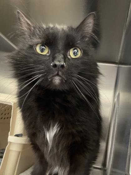 Bond, Adoptable, Adult Male Domestic Medium Hair & Domestic Short Hair.