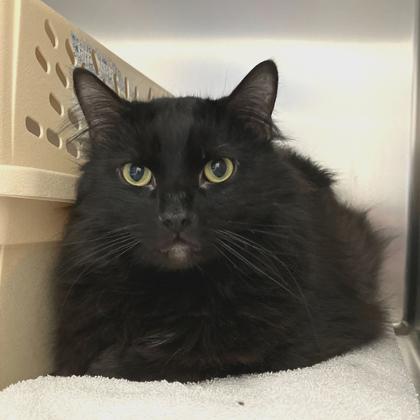 Enlarge Bond, a Adoptable mixed breed in Madison, WI image 2/3