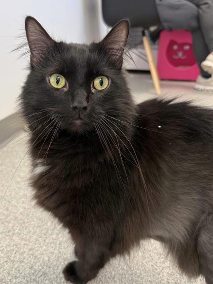 Enlarge Bond, a Adoptable mixed breed in Madison, WI image 3/3