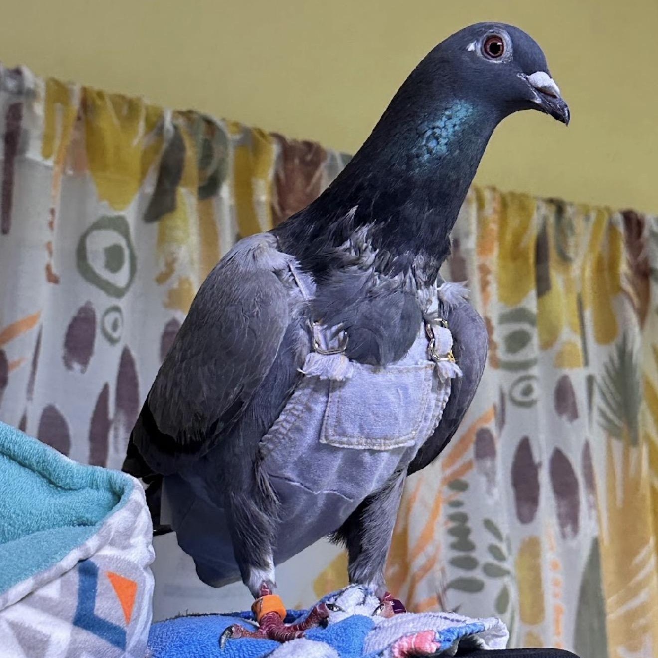 Enlarge Brimstone, a Adoptable Pigeon in Chicago, IL image 2/4