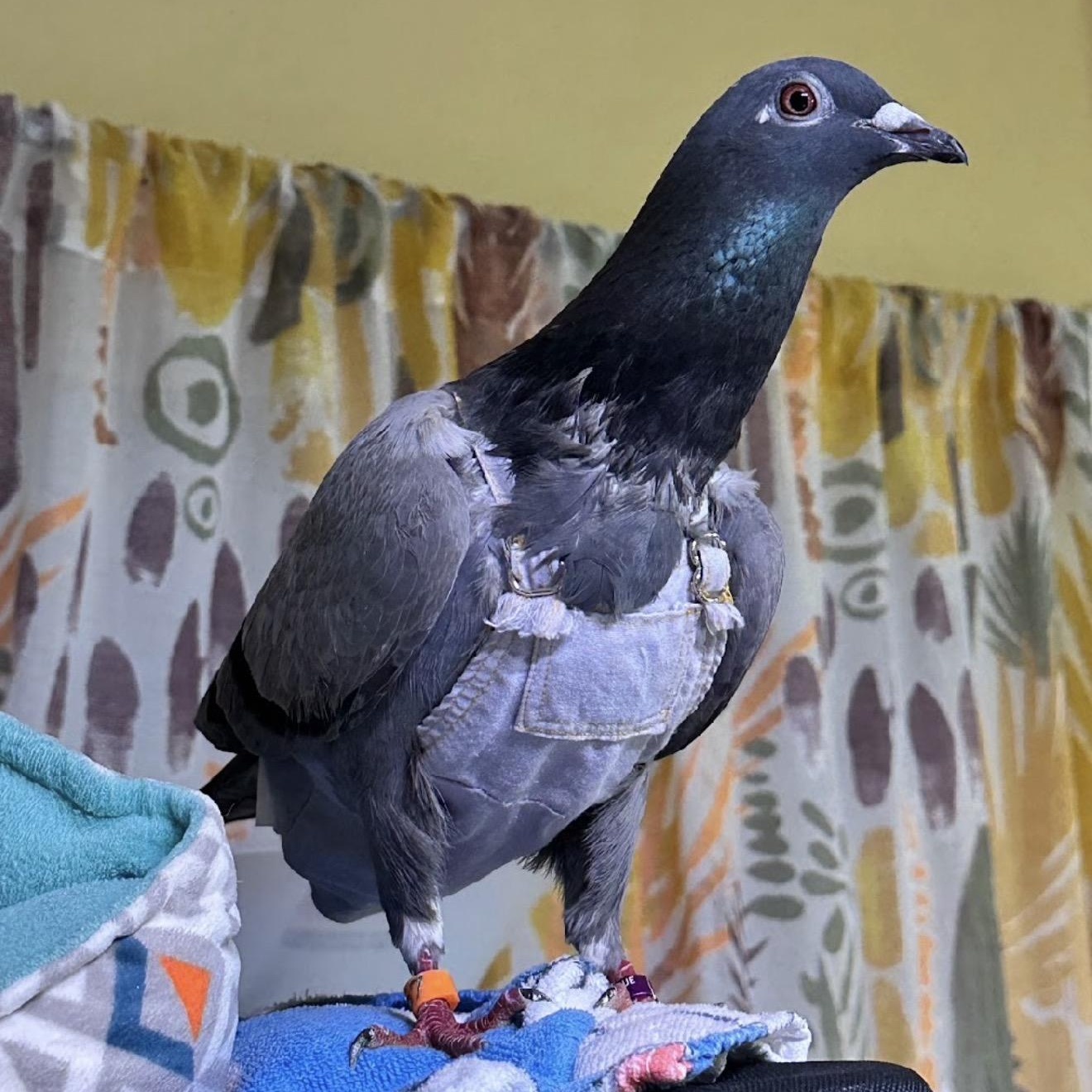 Enlarge Brimstone, a Adoptable Pigeon in Chicago, IL image 3/4
