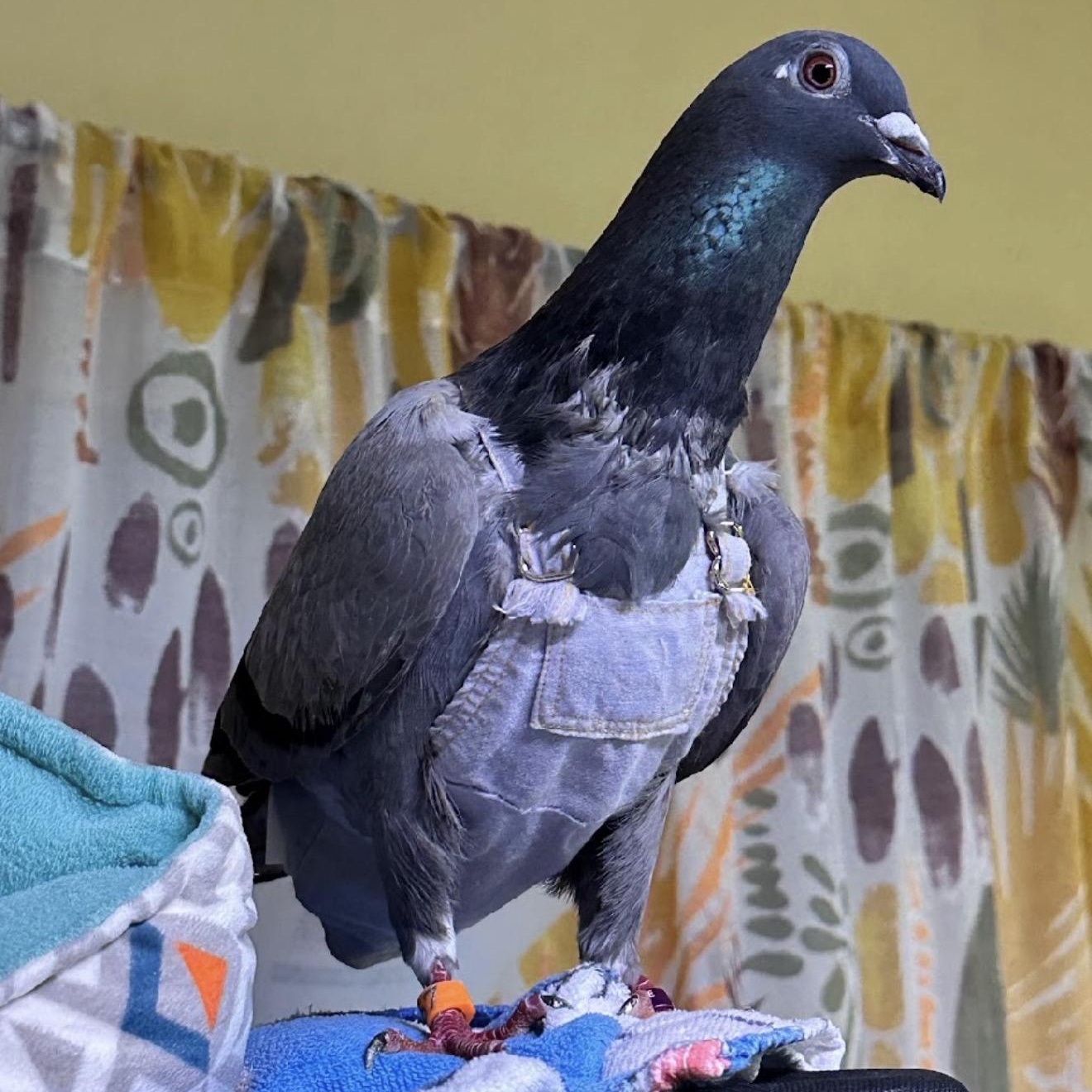Enlarge Brimstone, a Adoptable Pigeon in Chicago, IL image 1/4