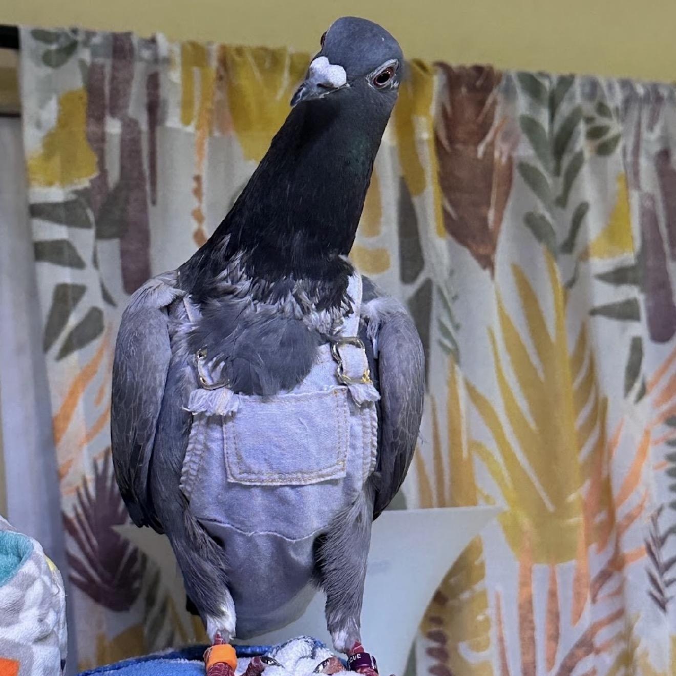 Enlarge Brimstone, a Adoptable Pigeon in Chicago, IL image 4/4