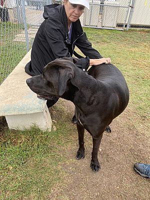 Gunner, Adopted, Adult Male Cane Corso & Labrador Retriever.